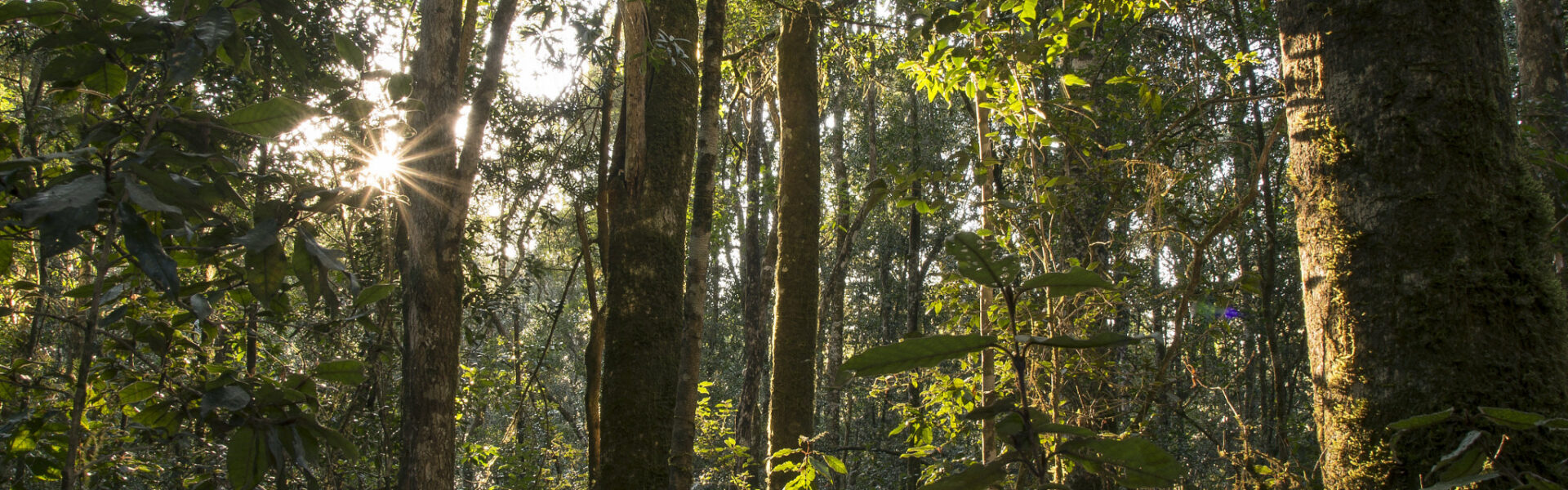 Circles in the forest hiking trail, Knysna Forest