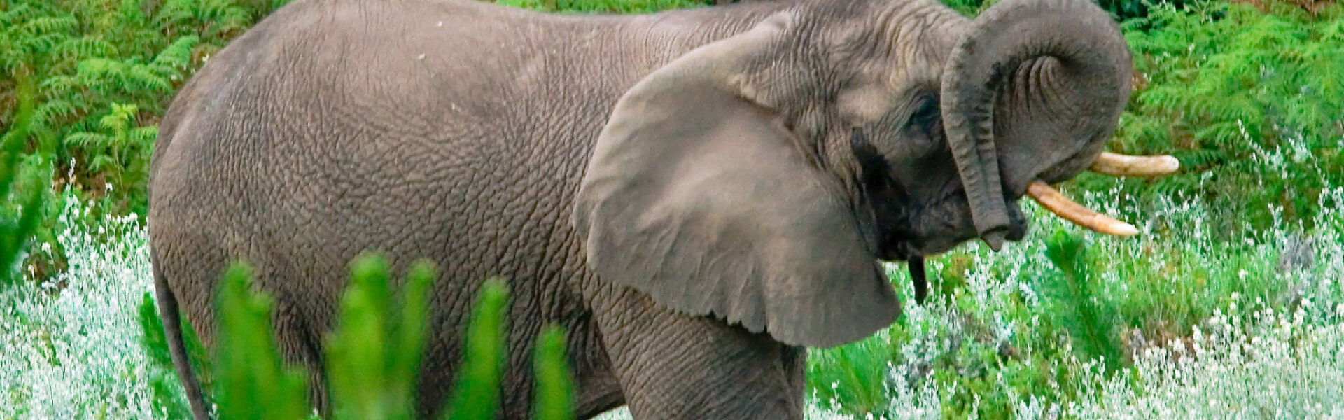 Knynsa Elephant in the forest