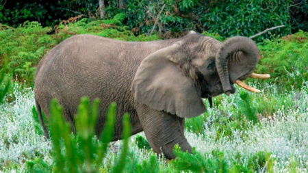Knynsa Elephant in the forest