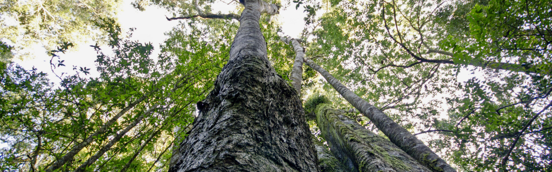 Giant Outeniqua Yellowwoods, Garden Route National Park