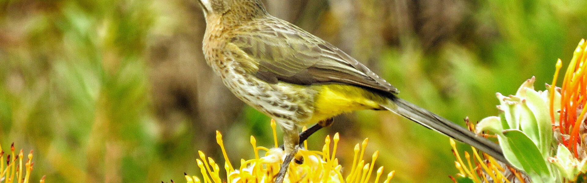 Pledge Nature Reserve