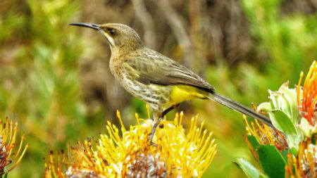 Pledge Nature Reserve