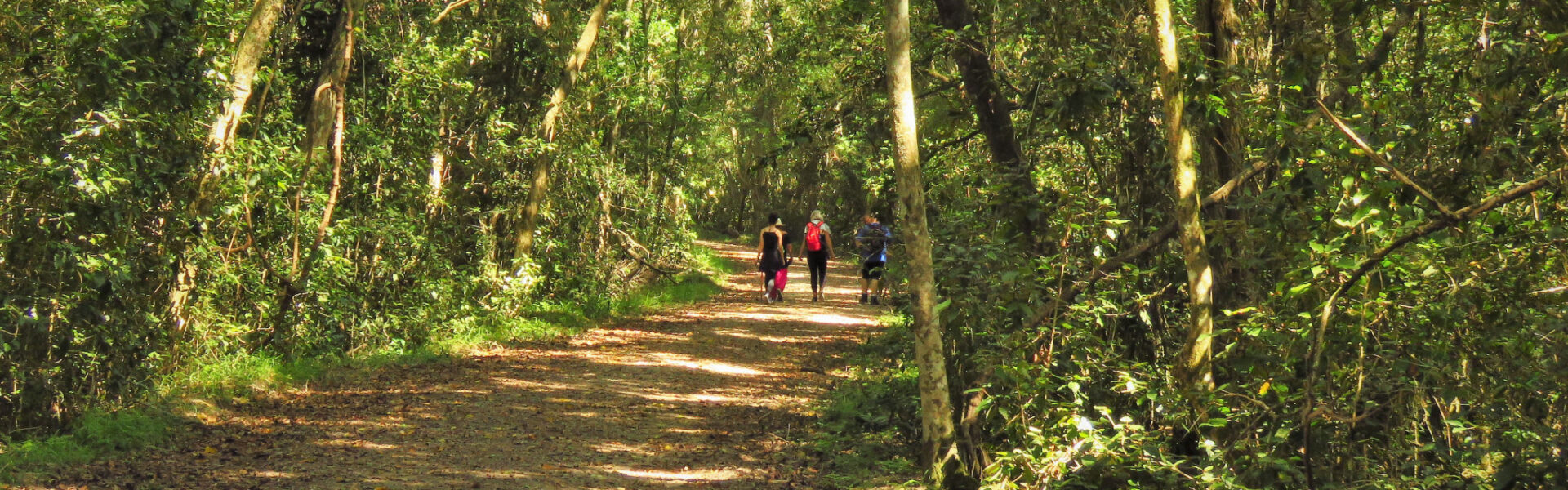 Diepwalle Forest, Black Walk