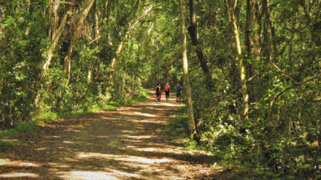Diepwalle Forest, Black Walk