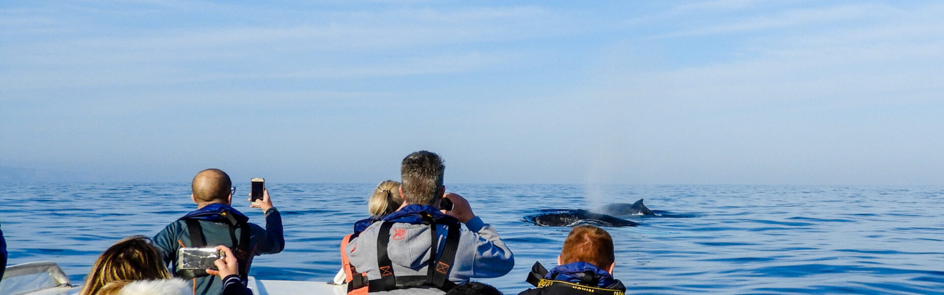 Ocean Odyssey Whale Watching, Knysna