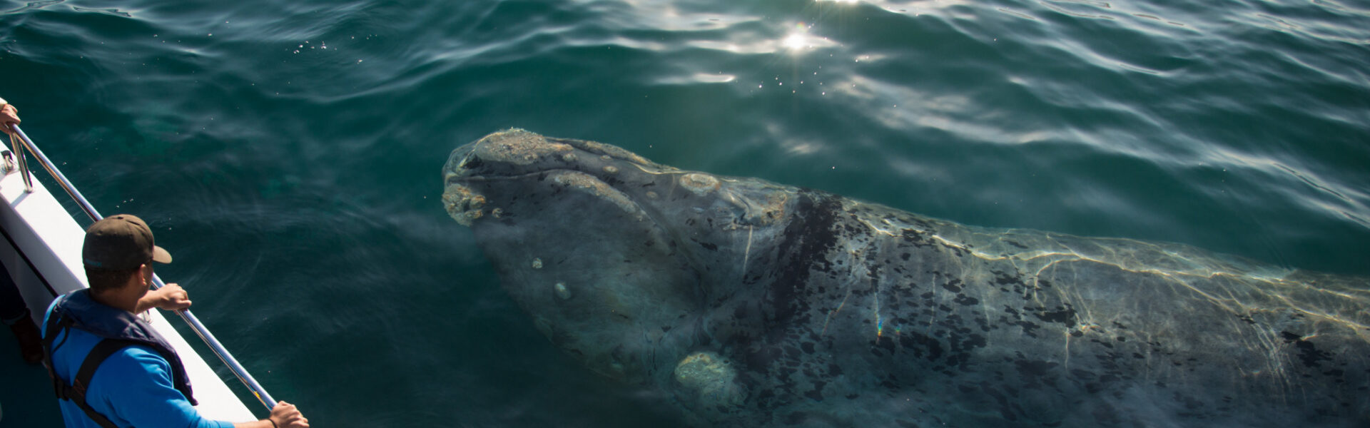 Ocean Odyssey , Knysna