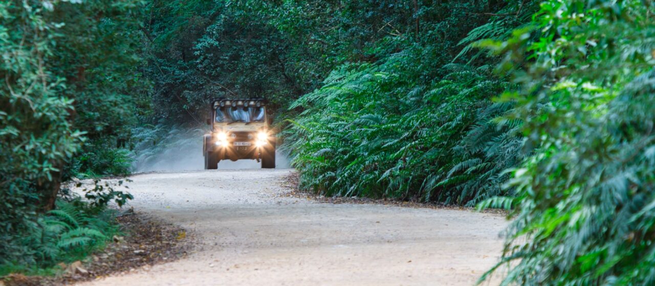 Knysna Forest Drive