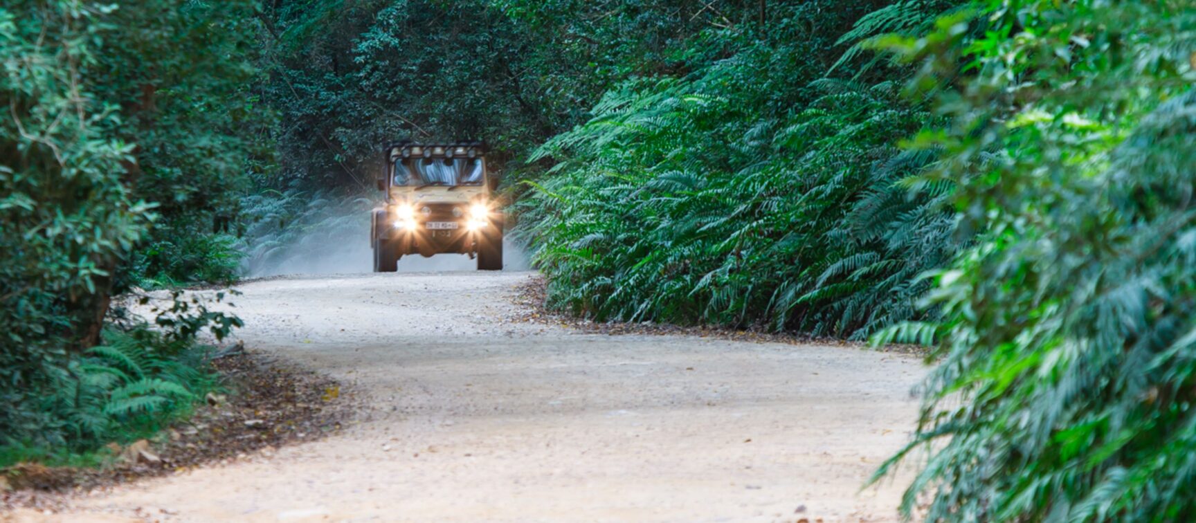 Forest Drive
