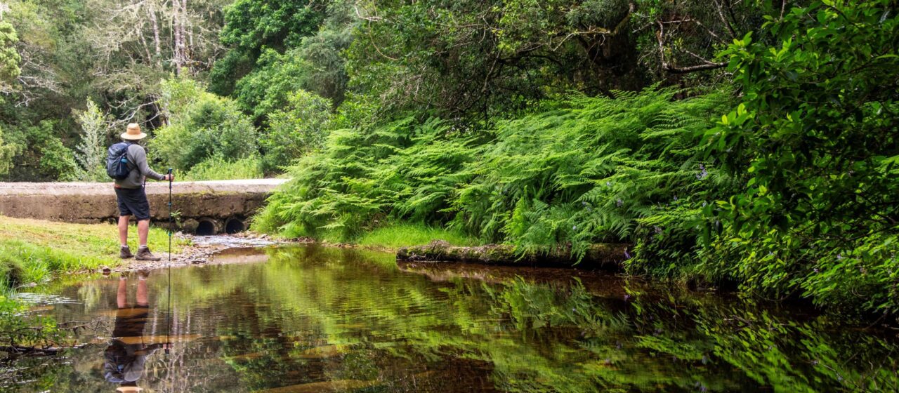 Jubilee Creek, Knysna Forest