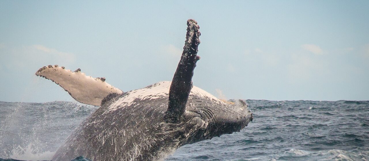 Whale Watching, Knysna