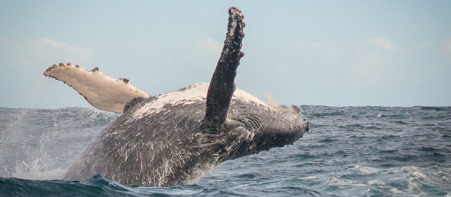 Whale Watching